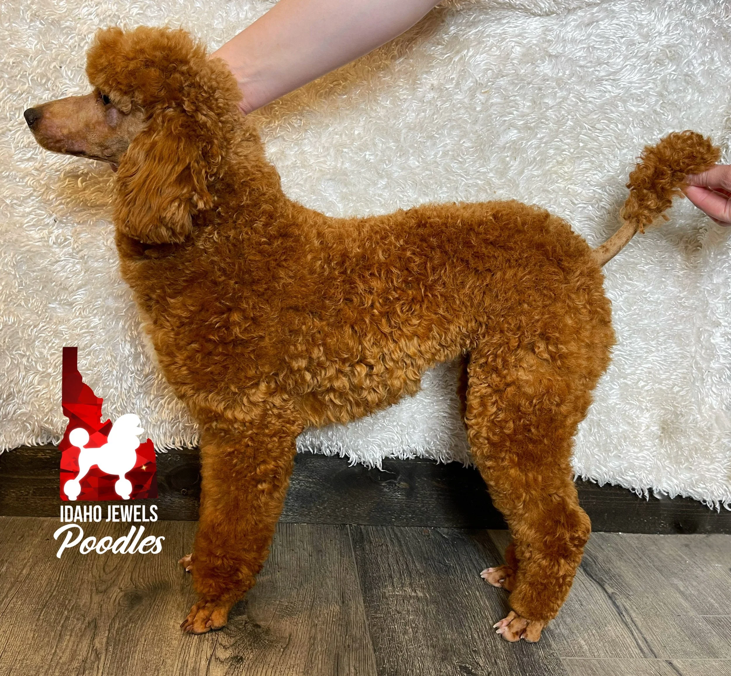 Idaho Jewels Poodles — Phoenix, Red Abstract Moyen Girl (Guardianship)
